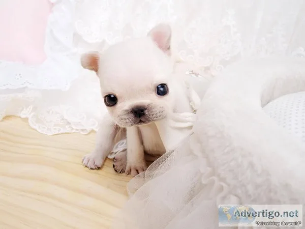 Top quality french bulldogs pups availab