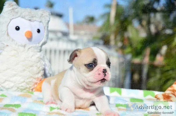  litter trained french bulldog puppies