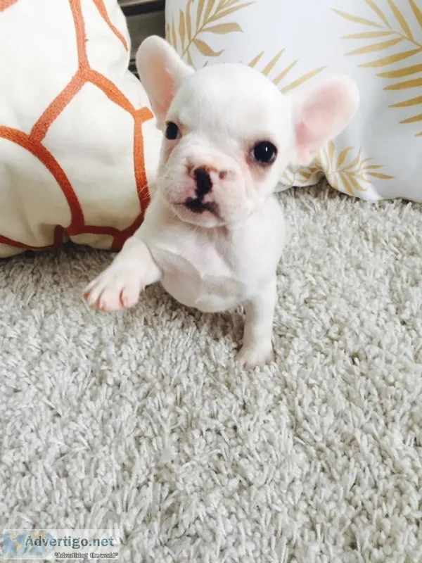  gorgeous french bulldog puppies availab