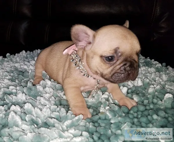  french bulldog puppies for sale 50% off