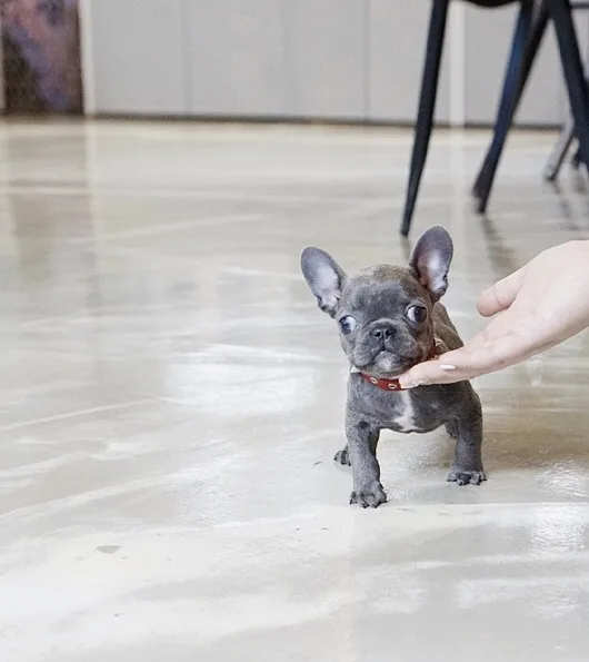  charming french bulldog puppies 