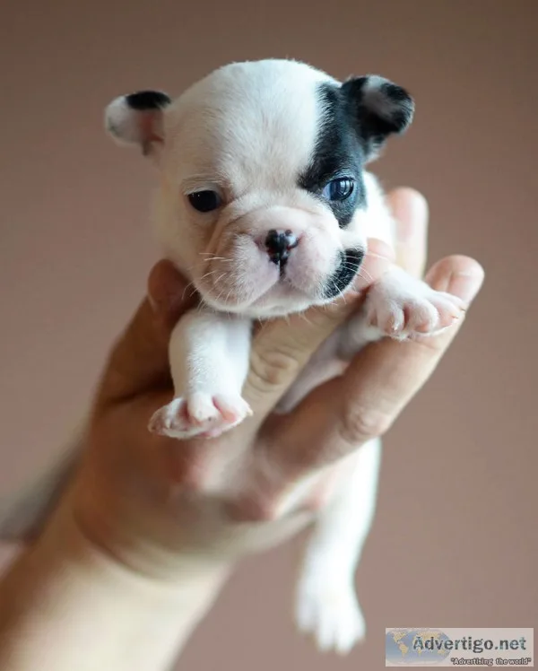  french bulldogs pups for re-homing