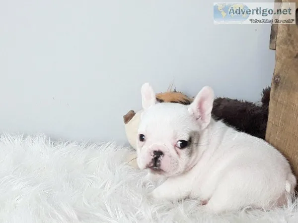  healthy blue french bulldogs for sale