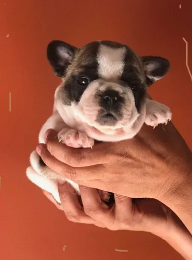 super healthy frenchies puppies