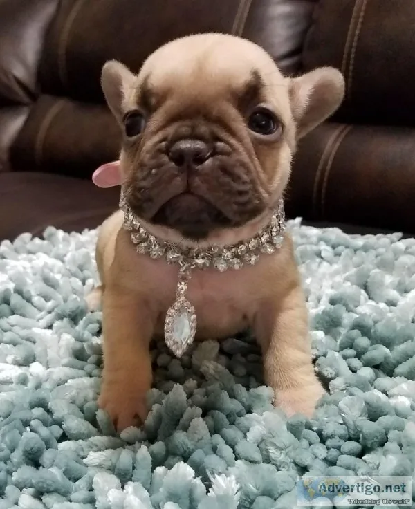  beautiful french bulldog puppies
