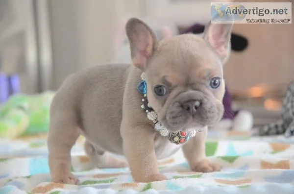  lovely french bulldog puppies ready