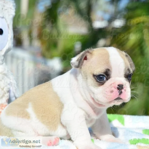  gorgeous french bulldog puppies availab
