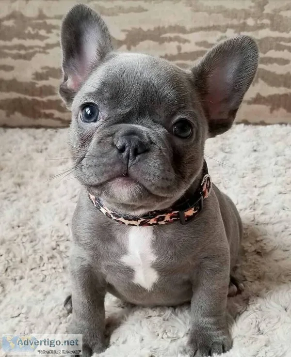 French bulldog puppies available 