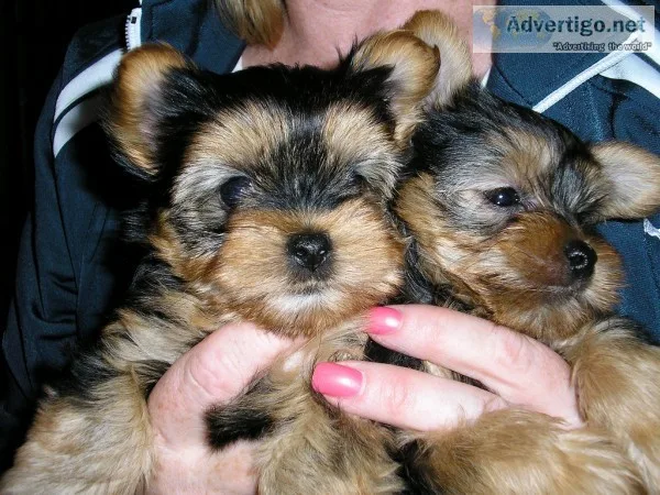 Mini teacup yorkie puppies for sale