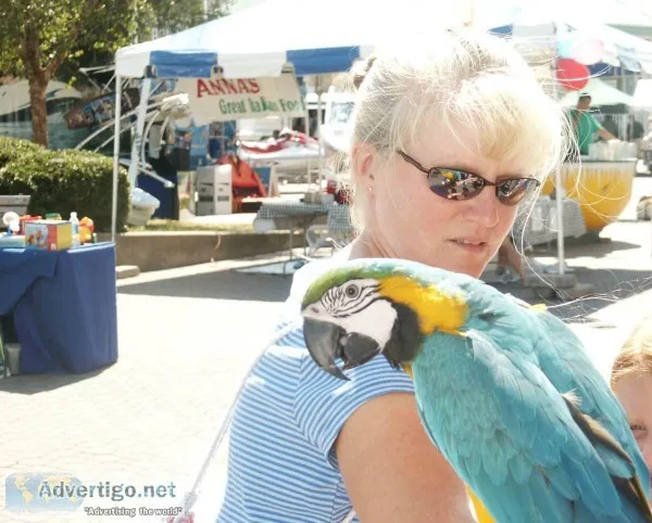 Adorable macaw parrot