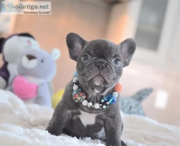  charming french bulldog puppies 