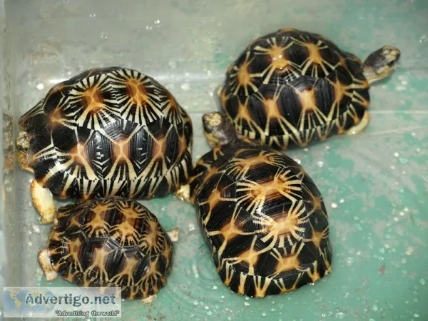 Radiated turtle for sale