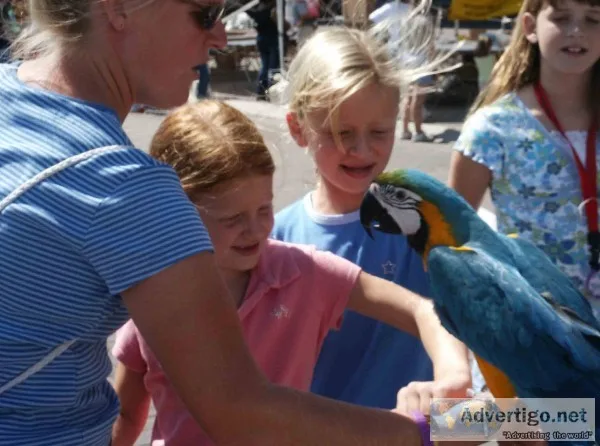 Beautiful macaw parrot