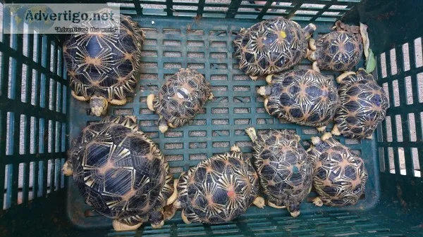 Radiated turtle
