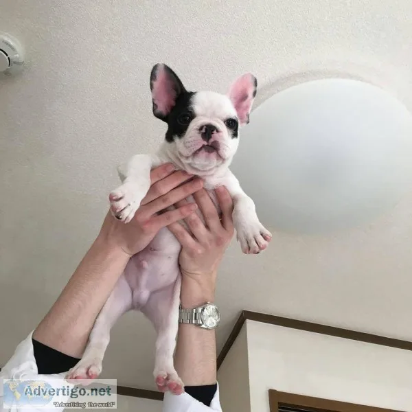 Cute and smart french bulldog puppy
