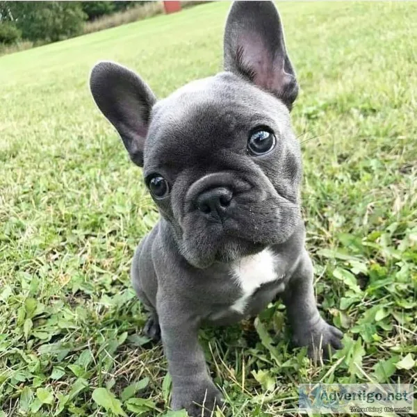French bulldog puppies 