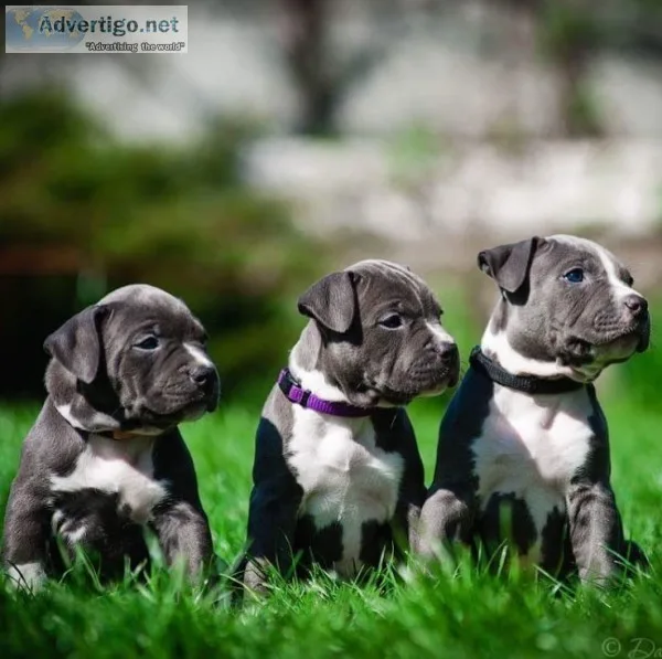 Pitbull pupies for sale