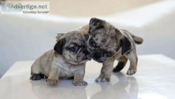 Pug puppies for adoption 