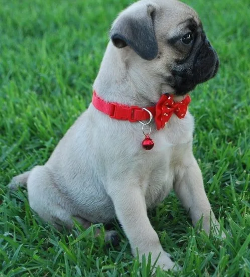 Pug puppies for adoption 