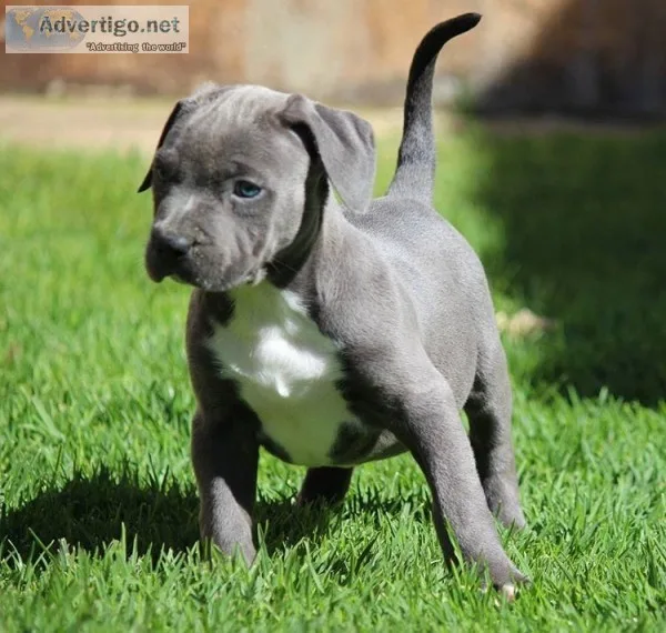 Pitbull pupies for sale