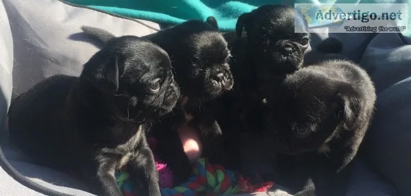 Pug puppies for adoption 