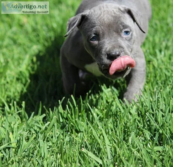 Pitbull pupies for sale