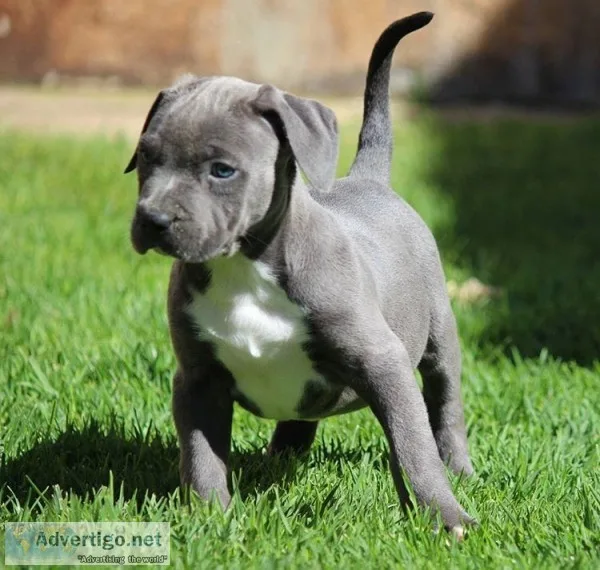 Pitbull pupies for sale