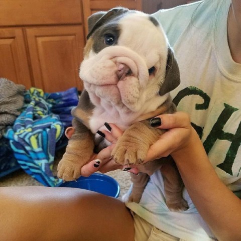  english bulldog puppy