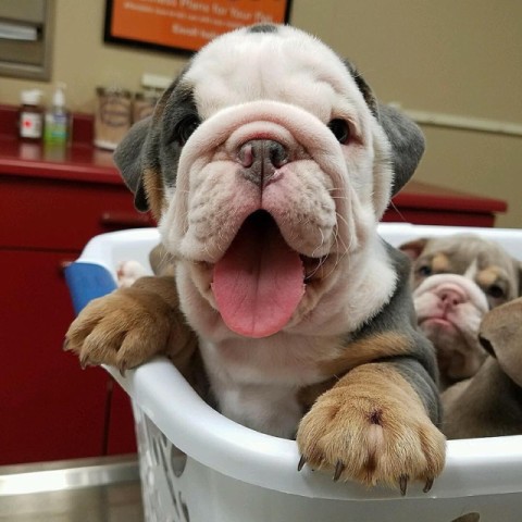  english bulldog puppy