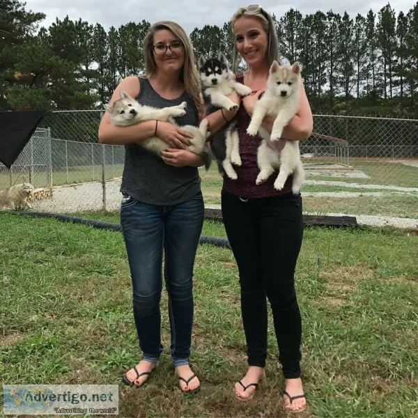 Registered husky puppies for re-homi