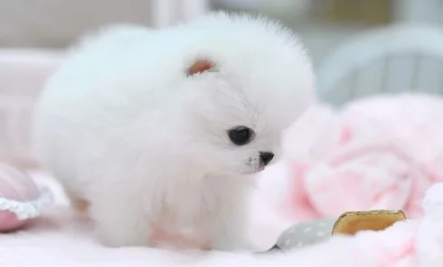 Two adorable micoro teacup pomeranian