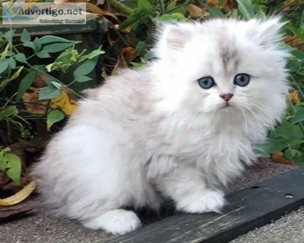 Kind baby persian cat