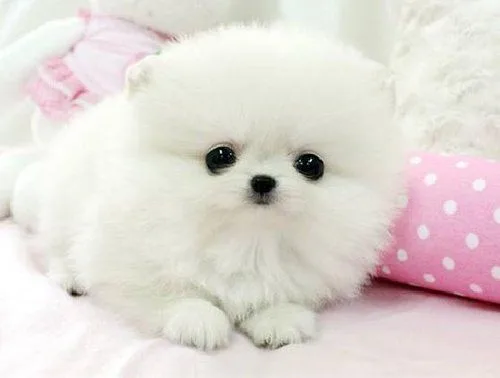 Two adorable teacup pomeranian