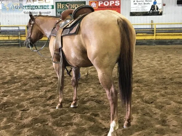 Good looking 5yr old dun/roan aqha geldi