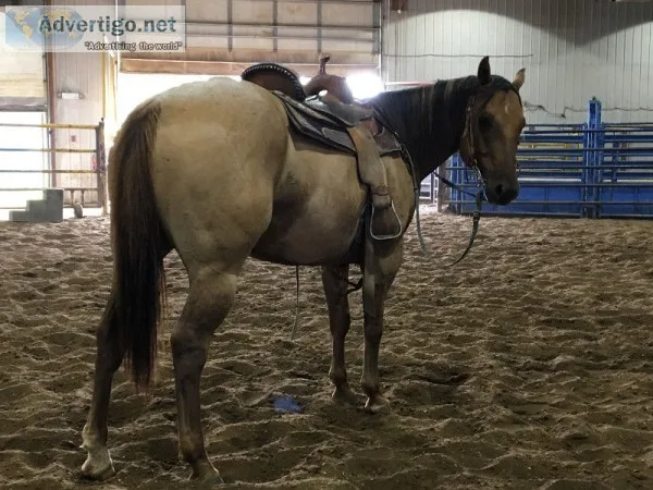  gelding horse for sale