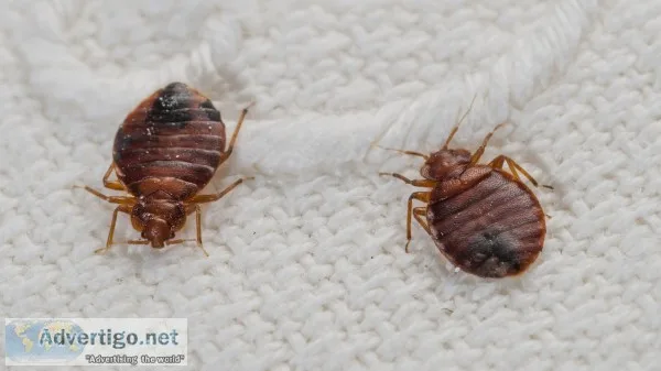 Bed bugs inc