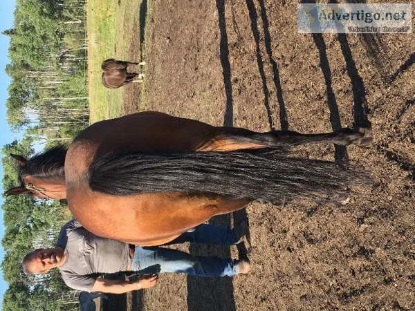 Solid qh project horse