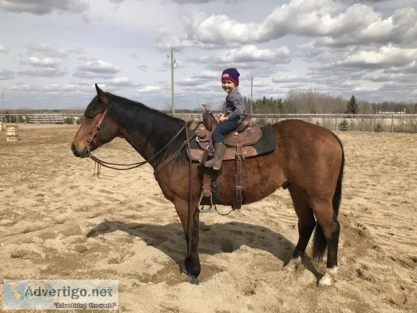 Six year old quarter horse for sale