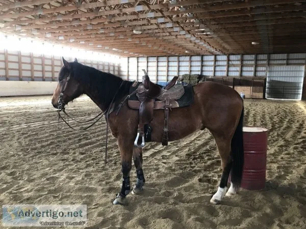 Six year old quarter horse for sale