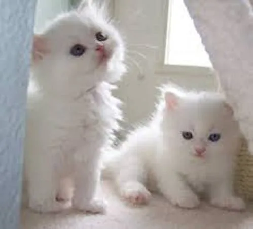 Home raised persian kitten