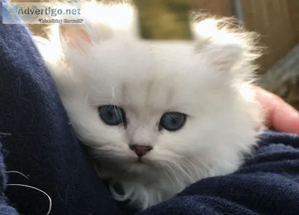 Pure white persian kitten