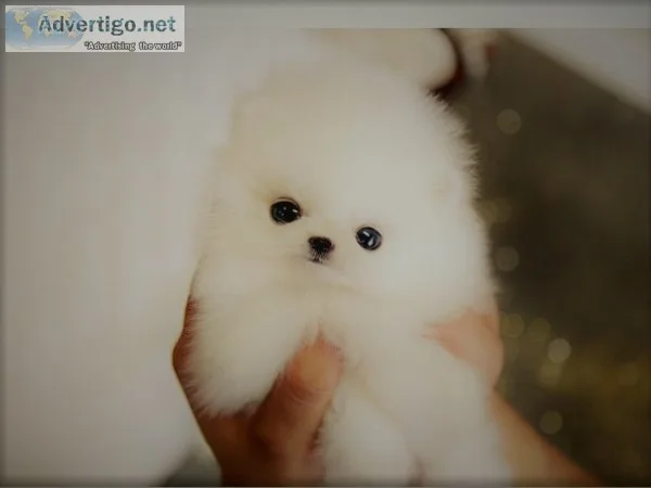 Beautiful micro poms available