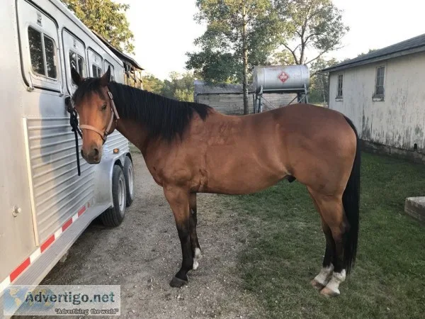 Six year old quarter horse for sale