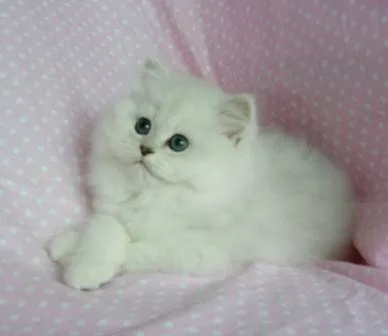 Affectionate persian kitten
