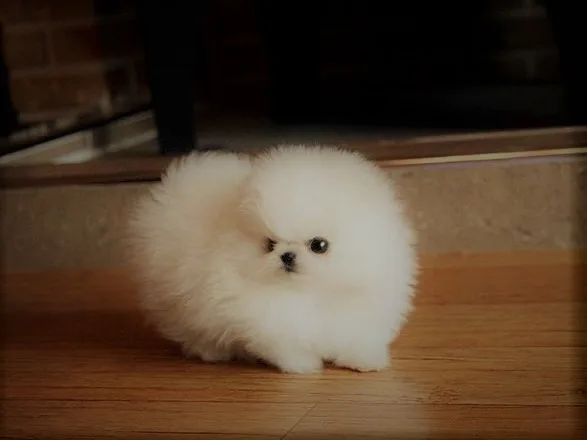  male/female pomeranian pups