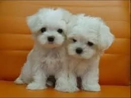 Akc registred maltese puppies for sale
