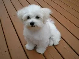 Akc registred maltese puppies for sale