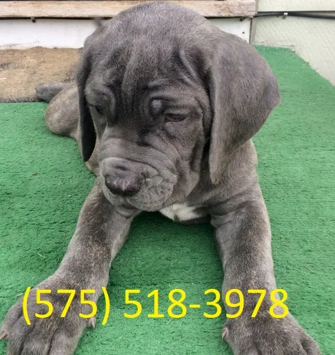 Dfju neapolitan mastiff puppies for sale