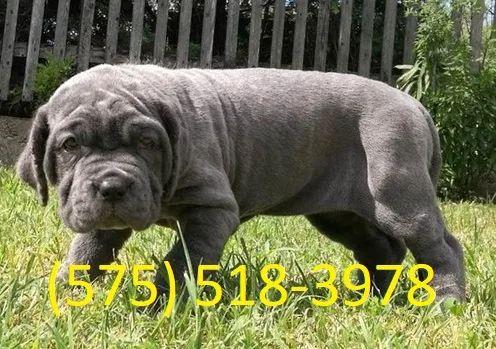 Gmrf neapolitan mastiff puppies for sale