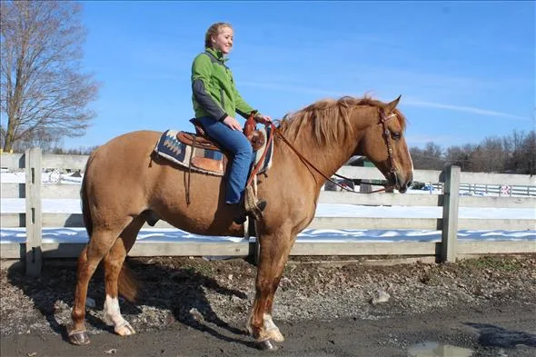 Big ben 8 yr belgian cross gelding 163 